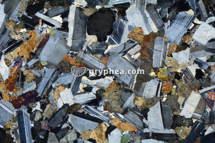 Gabbro LPA x3,5 - gryphea.com